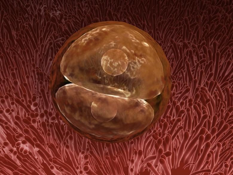 Zygote (ZEE): The First Cell of a New Life