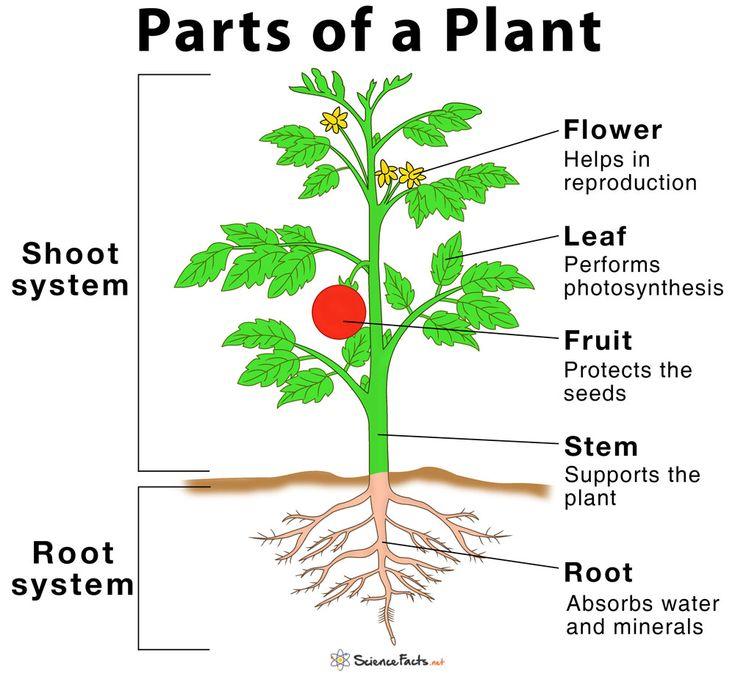 Les parties d’une plante