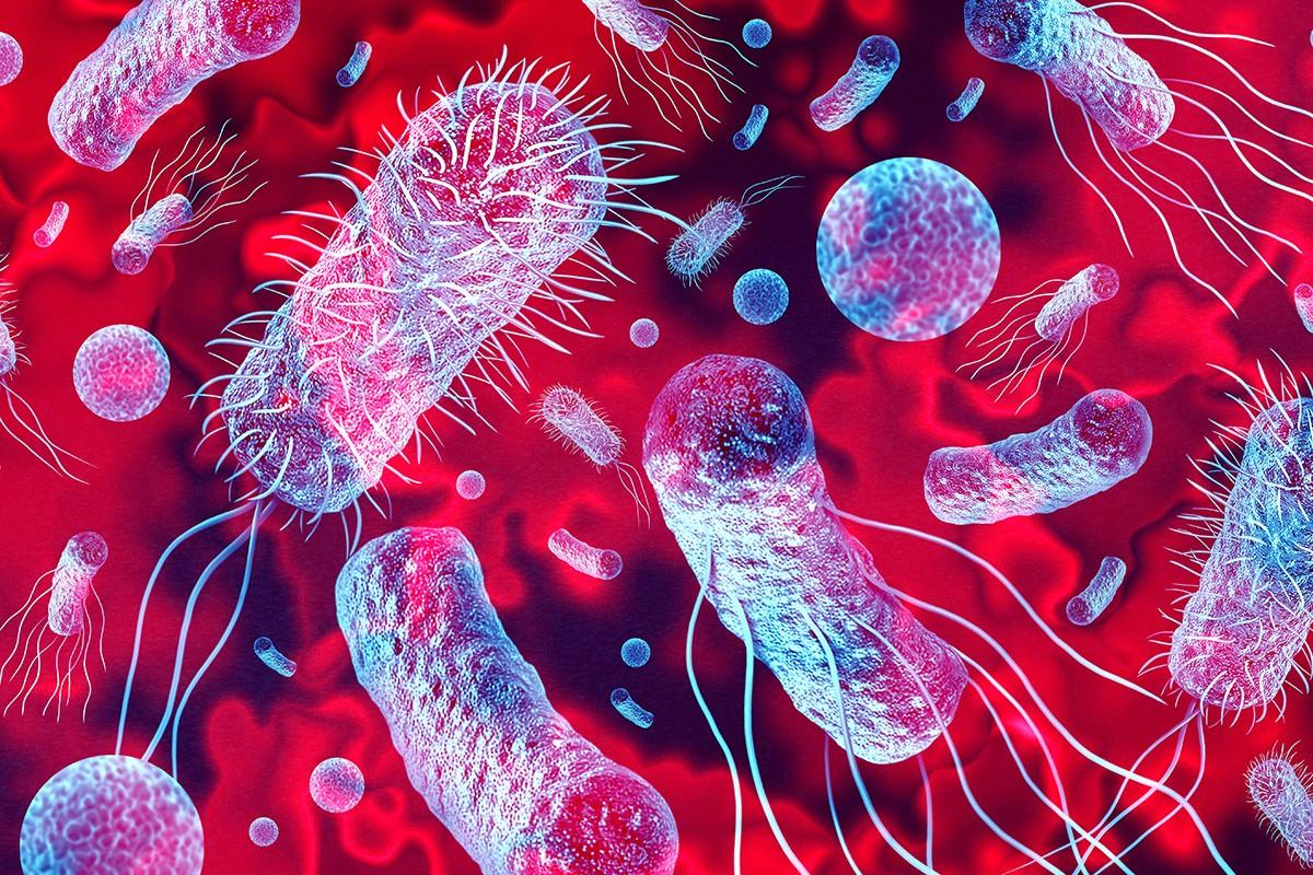 Kingdom Bacteria (Monera)