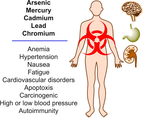 Cadmium: The Toxic Heavy Metal Raising Health Concerns