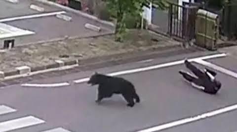 Japanese Authorities Hunt for ‘Highly Intelligent’ Bear After Multiple Attacks