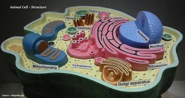 La cellule : l’unité fondamentale de la vie