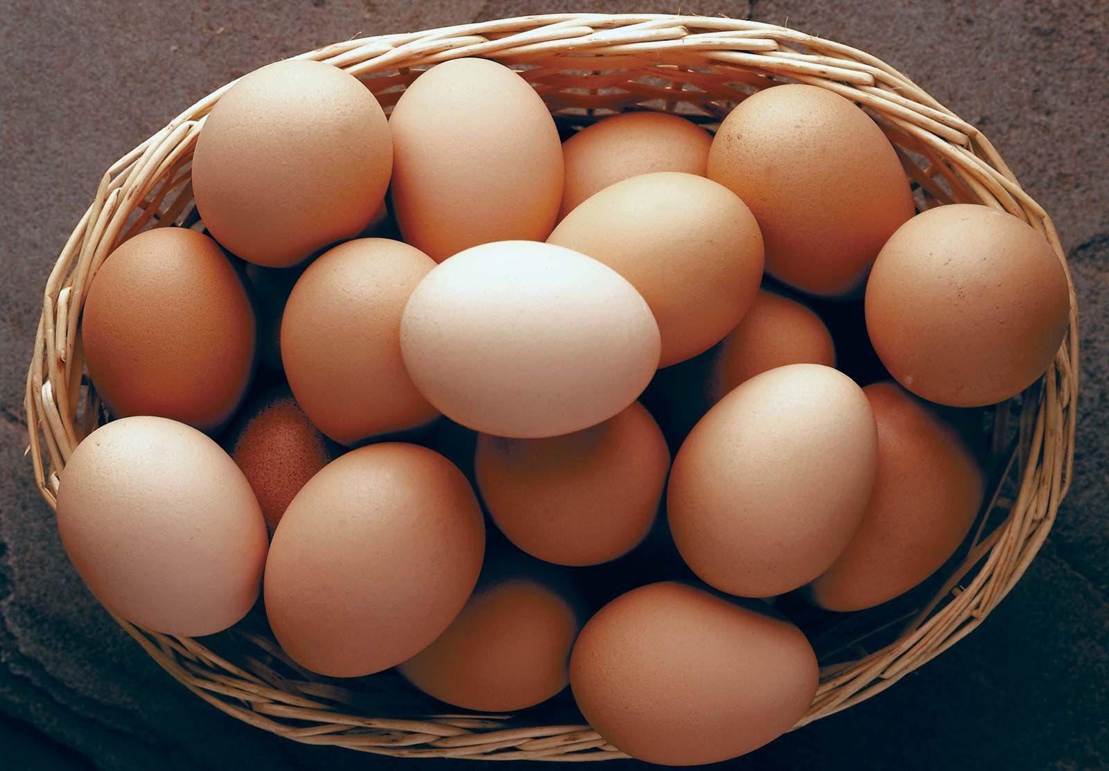 Biology of the Egg