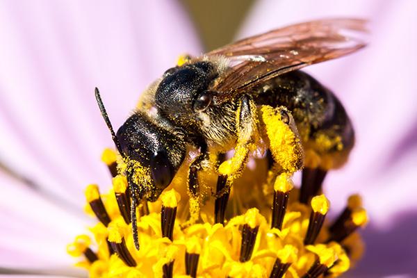 Le rôle des insectes sur Terre