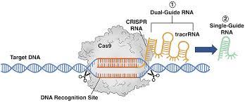 CRISPR : la technologie révolutionnaire d’édition génétique qui transforme la biologie