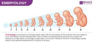 Embryology: The Study of Development Before Birth