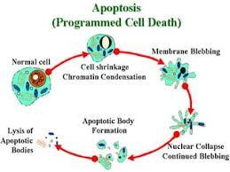 Apoptosis: Programmed Cell Death