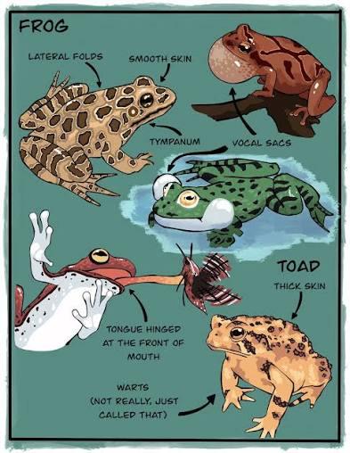 Amphibians: Vertebrates Living Between Water and Land