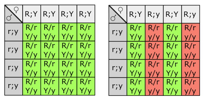 Dihybridism: Inheritance of Two Traits