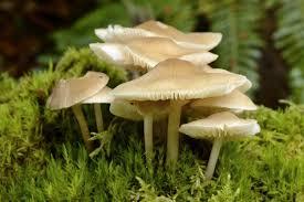 Le règne des Champignons (Fungi)