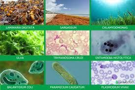 Kingdom Protista