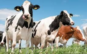 L’estomac des ruminants