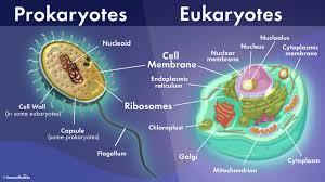 Eukaryotes