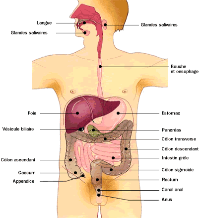Human Anatomy