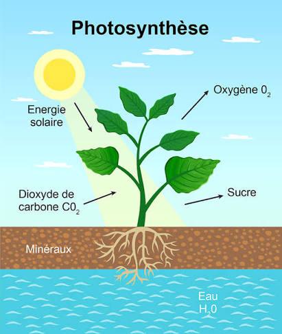 Photosynthesis
