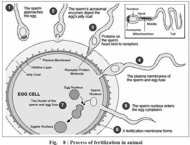MAMMALIAN FERTILIZATION