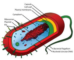 PROCARYOTIC
