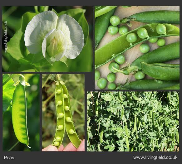 PLANTES LÉGUMINEUSES