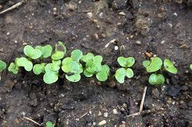 Factors That Influence Plant Growth