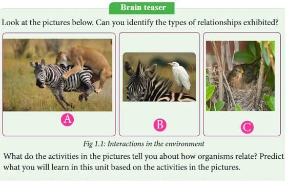 Biological Interactions and Relationships