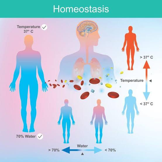 Homeostasis