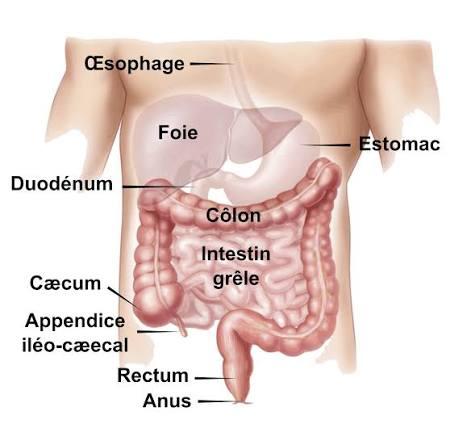 Absorption