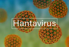 Hantavirus : le danger silencieux venu des rongeurs