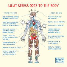 How the Body Reacts to Danger: The Two Stress Hormones