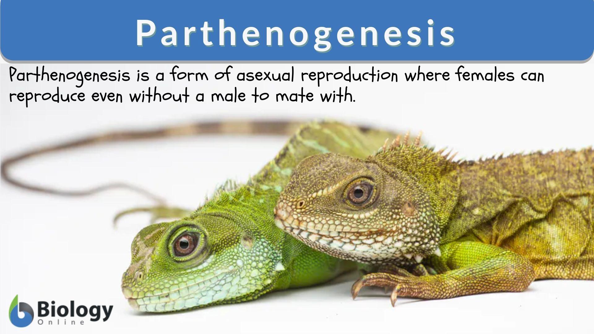 Parthenogenesis: Reproduction Without Fertilization